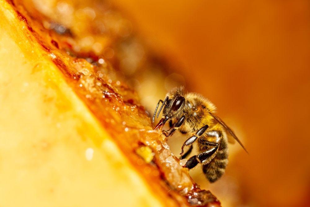 Mehiläinen hunajakennolla