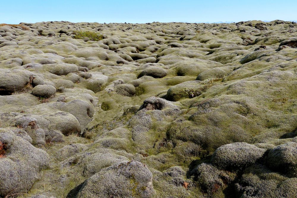 Islanninjäkälää kasvaa laavakentillä.