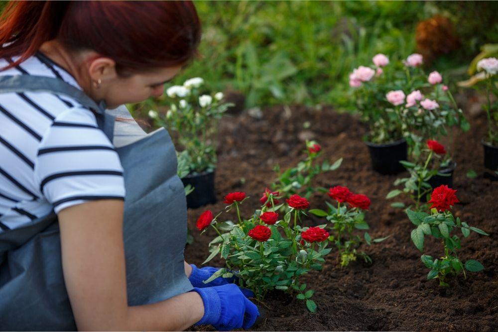 Nainen istuttaa ruusuja suojakäsineet kädessään.